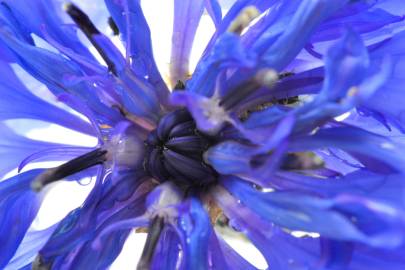 Fotografia da espécie Centaurea cyanus