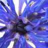 Fotografia 17 da espécie Centaurea cyanus do Jardim Botânico UTAD