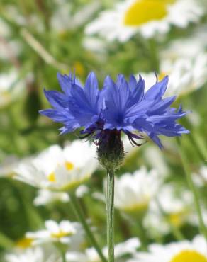 Fotografia 18 da espécie Centaurea cyanus no Jardim Botânico UTAD