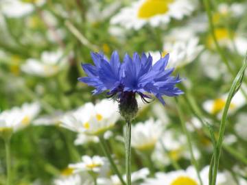 Fotografia da espécie Centaurea cyanus