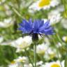 Fotografia 18 da espécie Centaurea cyanus do Jardim Botânico UTAD