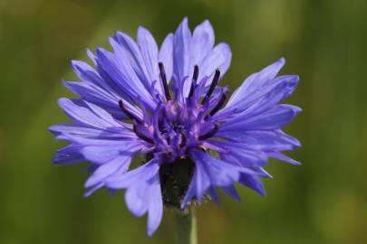 Fotografia da espécie Centaurea cyanus