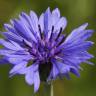 Fotografia 19 da espécie Centaurea cyanus do Jardim Botânico UTAD