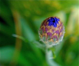 Fotografia da espécie Centaurea cyanus