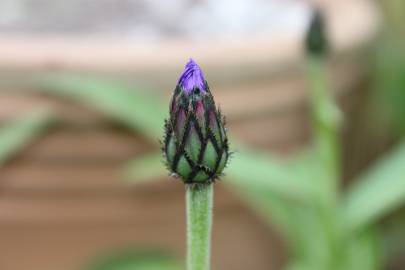 Fotografia da espécie Centaurea cyanus