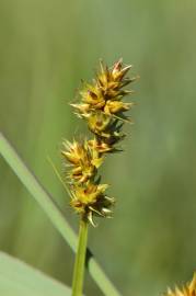 Fotografia da espécie Carex otrubae