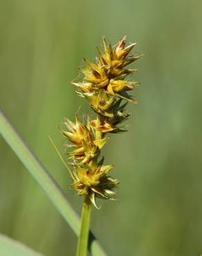 Fotografia 17 da espécie Carex otrubae no Jardim Botânico UTAD