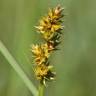 Fotografia 17 da espécie Carex otrubae do Jardim Botânico UTAD