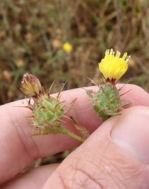 Fotografia 13 da espécie Centaurea melitensis no Jardim Botânico UTAD