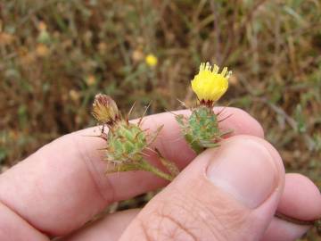 Fotografia da espécie Centaurea melitensis