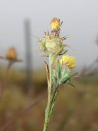 Fotografia da espécie Centaurea melitensis