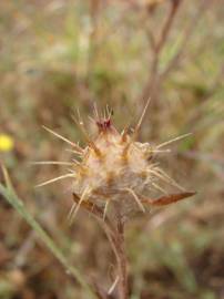 Fotografia da espécie Centaurea melitensis