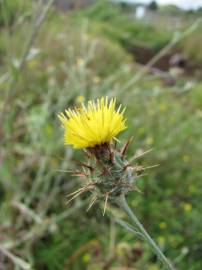 Fotografia da espécie Centaurea melitensis