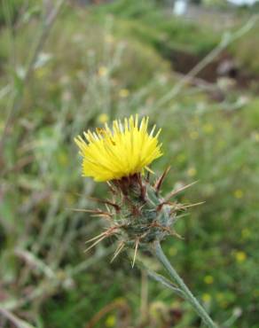 Fotografia 17 da espécie Centaurea melitensis no Jardim Botânico UTAD