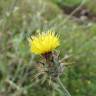 Fotografia 17 da espécie Centaurea melitensis do Jardim Botânico UTAD