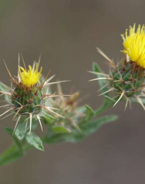 Fotografia 18 da espécie Centaurea melitensis no Jardim Botânico UTAD