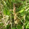 Fotografia 6 da espécie Carex trinervis do Jardim Botânico UTAD