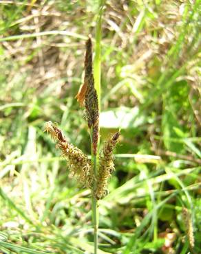 Fotografia 7 da espécie Carex trinervis no Jardim Botânico UTAD