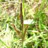 Fotografia 7 da espécie Carex trinervis do Jardim Botânico UTAD