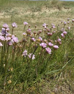 Fotografia 12 da espécie Armeria maritima no Jardim Botânico UTAD