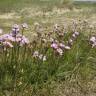 Fotografia 12 da espécie Armeria maritima do Jardim Botânico UTAD