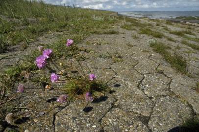 Fotografia da espécie Armeria maritima