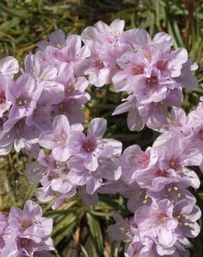 Fotografia 16 da espécie Armeria maritima no Jardim Botânico UTAD