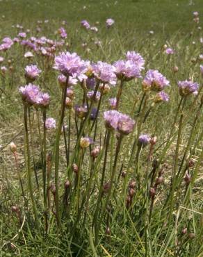 Fotografia 18 da espécie Armeria maritima no Jardim Botânico UTAD