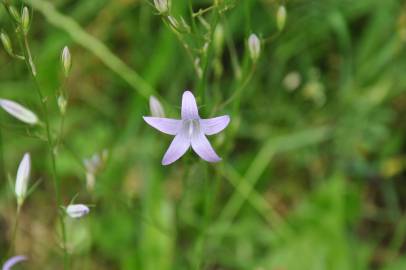 Fotografia da espécie Campanula rapunculus