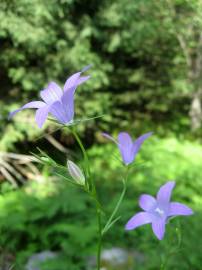 Fotografia da espécie Campanula rapunculus