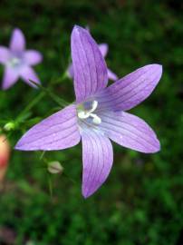 Fotografia da espécie Campanula rapunculus