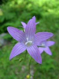 Fotografia da espécie Campanula rapunculus