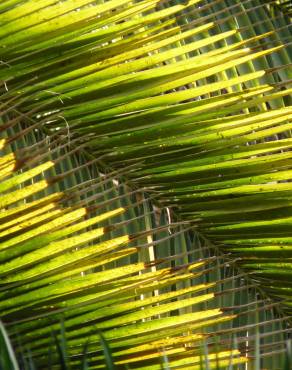 Fotografia 3 da espécie Phoenix canariensis no Jardim Botânico UTAD