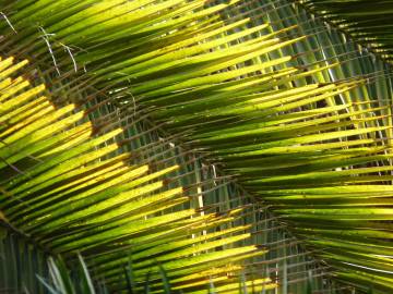 Fotografia da espécie Phoenix canariensis