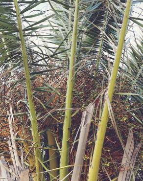 Fotografia 5 da espécie Phoenix canariensis no Jardim Botânico UTAD