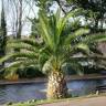 Fotografia 7 da espécie Phoenix canariensis do Jardim Botânico UTAD