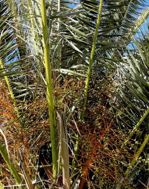 Fotografia 8 da espécie Phoenix canariensis no Jardim Botânico UTAD