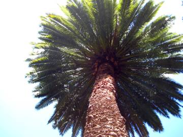 Fotografia da espécie Phoenix canariensis