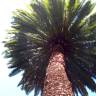 Fotografia 9 da espécie Phoenix canariensis do Jardim Botânico UTAD