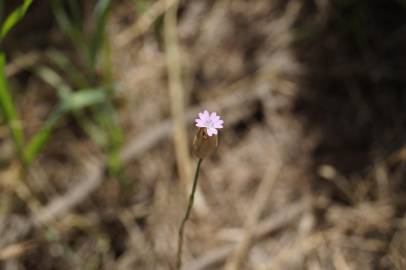 Fotografia da espécie Petrorhagia dubia