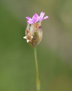 Fotografia 11 da espécie Petrorhagia dubia no Jardim Botânico UTAD