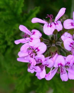 Fotografia 5 da espécie Pelargonium graveolens no Jardim Botânico UTAD