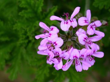 Fotografia da espécie Pelargonium graveolens