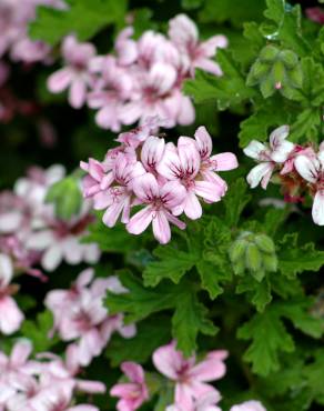 Fotografia 6 da espécie Pelargonium graveolens no Jardim Botânico UTAD