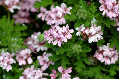 Fotografia da espécie Pelargonium graveolens