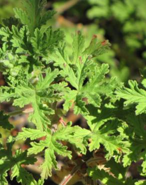 Fotografia 7 da espécie Pelargonium graveolens no Jardim Botânico UTAD