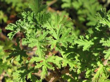 Fotografia da espécie Pelargonium graveolens