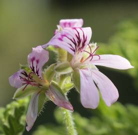 Fotografia da espécie Pelargonium graveolens