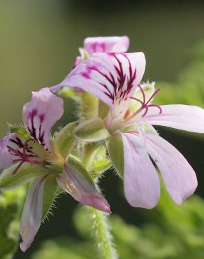 Fotografia 8 da espécie Pelargonium graveolens no Jardim Botânico UTAD