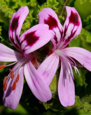 Fotografia 9 da espécie Pelargonium graveolens no Jardim Botânico UTAD